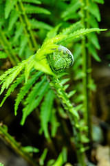 Ostrich Fern