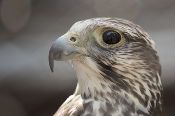 Gray Hawk close up.