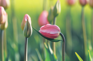 beautiful pink Tulip growing in the garden, gracefully bent