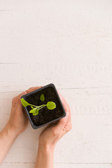 Top view on woman's hands holding plastic container with young baby plant growing on fertile soil. Agriculture. Small Growing Cantaloupe Sprout on white background. Garden grow vegetable. Eco.