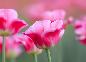many pink flowers tulips growing in spring garden