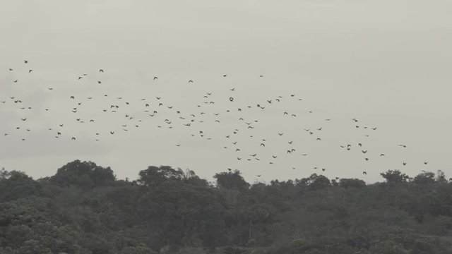 panoramic view the birds group flying in a forest