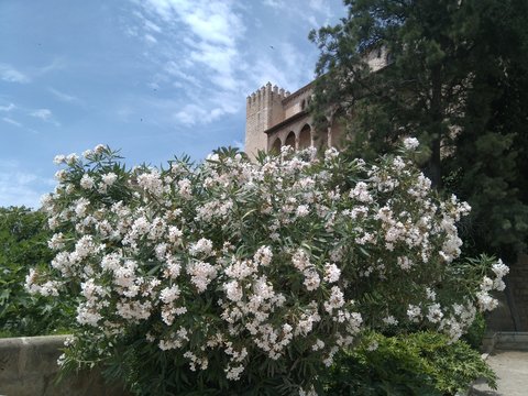 Flor tipica del mediterr&aacute;neo 