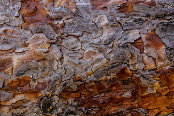 Pine tree bark, Latvia