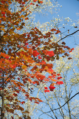 Autumn Maple Leaves