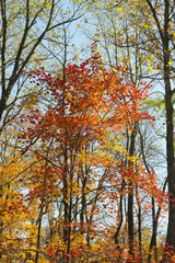 Fototapeta premium Maple Tree Aflame