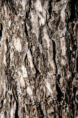 Pine tree bark, Latvia