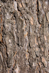 Pine tree bark, Latvia