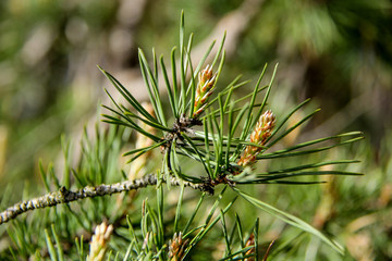 Naklejka na ściany i meble New Pine Cone Sprout on Branch of Pine Tree. Pine Conifer Buds in a Green Coniferous Forest.