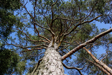 pine tree , Latvia