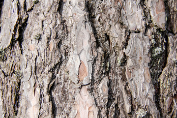 Pine tree bark, Latvia