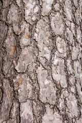 Pine tree bark, Latvia