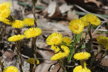 Coltsfoot (Tussilago farfara) wild flowers growing in the gravel beside an old country road in early spring in Ontario.  