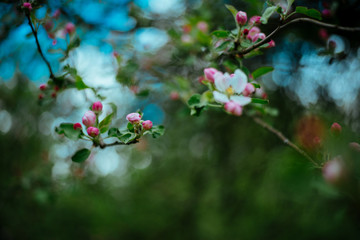 spring flowers