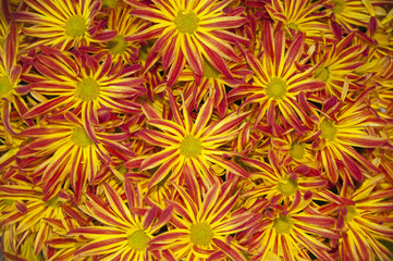 Obraz premium Red and Yellow Daisies