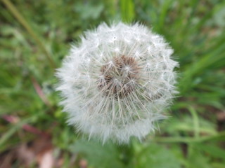 Fototapeta premium Pusteblume