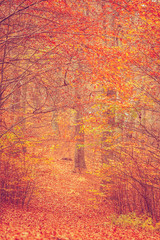 Colorful autumn in park.