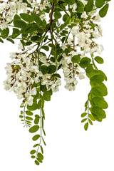 Obraz premium Blossoming acacia with leafs, isolated on white background