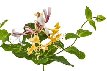Flowers of honeysuckle, lat. Lonicera caprifolium, isolated on white background