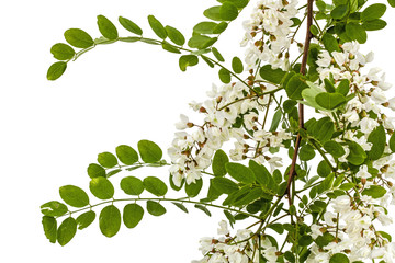Blossoming acacia with leafs, isolated on white background