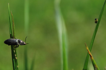 Beetle