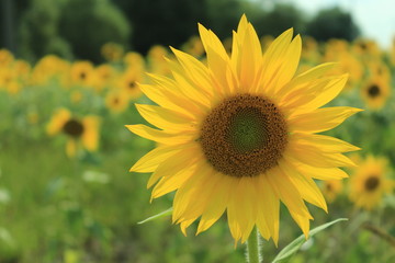 Sunflower