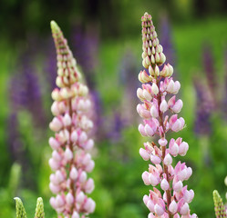 Flower lupine blossom pink close-up