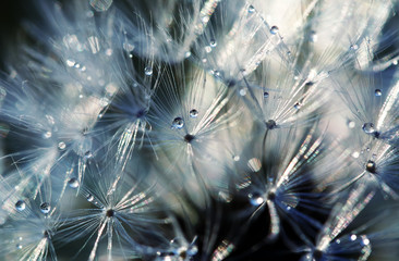 shimmering beautiful backdrop of fluffy seeds of dandelion in shining drops of morning dew