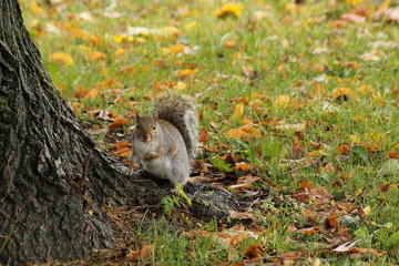 Squirrel