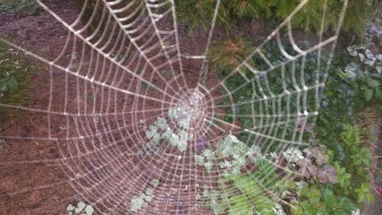 Spider web