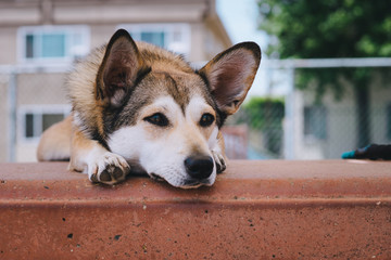 Husky mix puppy laying on table © Mike