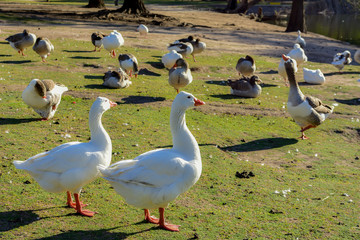 ganso doméstico, anser domesticus, oca, ganzo