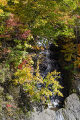 Fototapeta premium 紅葉した葉