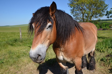 Fototapeta premium CHEVAL PERCHERON BOURGOGNE FRANCE