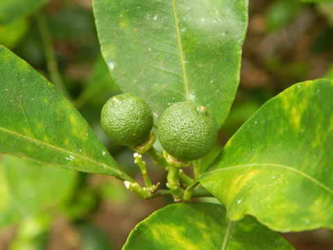 Calamondin or citrus microcarpa. Local south east Asian called it Limau Kasturi. Widely cultivated in Philippines. 