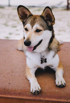 Husky mix puppy at the dog park