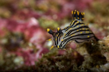 Polycera atra