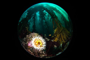 Anemone in a Fishbowl