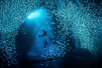 Froliking Sea Lions