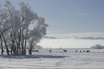 Snowy Morning in a Horse Pasture
