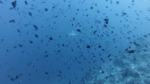 grey reef shark and school of fish red-toothed triggerfish In blue water - Indian Ocean, Maldives
