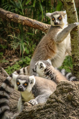 Obraz premium Three Lemurs