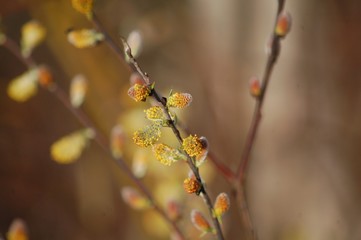 Pussy willow pollen