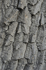 Elm Tree Bark