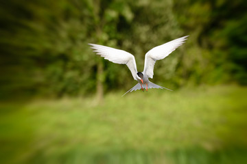 Common tern pausing in mid flight and going into a dive to catch fish from a lake