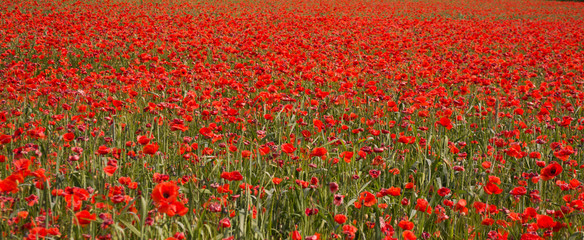 Obraz premium Mohnblumenfeld