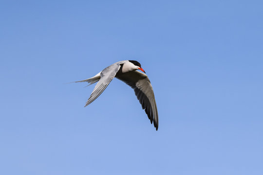 Common tern pausing in mid flight and going into a dive to catch fish from a lake