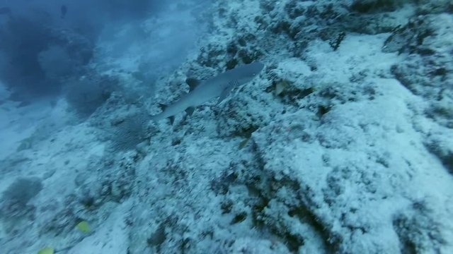 whitetip reef shark - Triaenodon obesus near coral reef, Indian Ocean, Maldives
