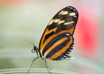 Tiger Passionsfalter Schmetterling