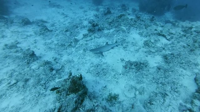 whitetip reef shark, Triaenodon obesus lies on sandy bottom - Indian Ocean, Maldives
